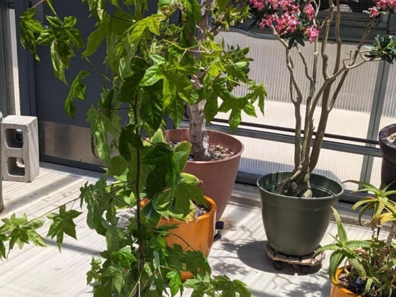 The tree gets repotted and recovers over the summer holiday awaiting final planting in the fall. 