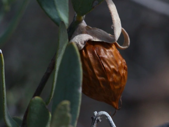 jojoba 