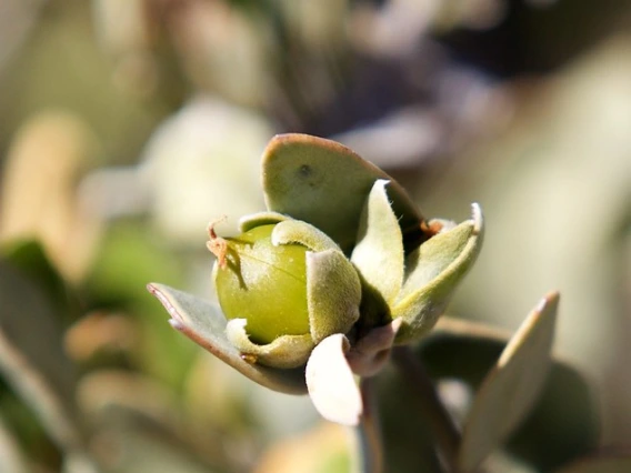 jojoba
