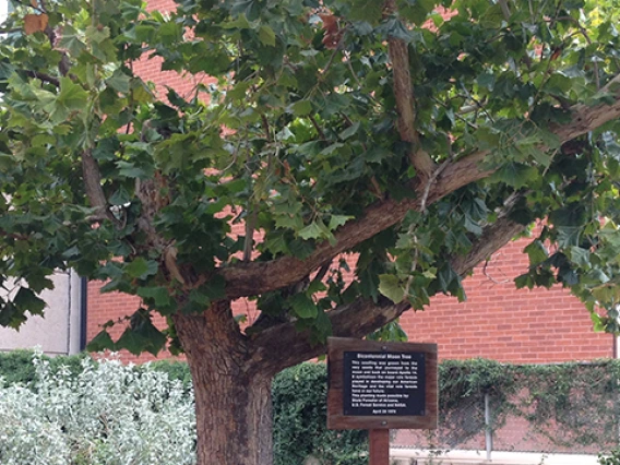 UAZ Moon Tree sycamore