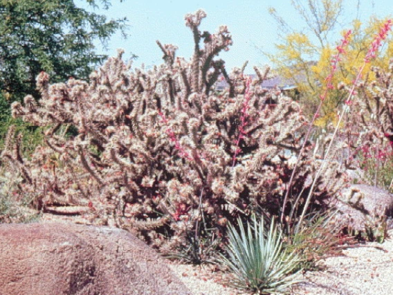 C versicolor