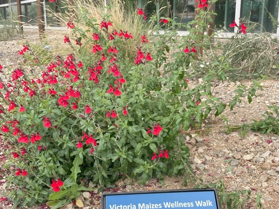 Wellness Walk