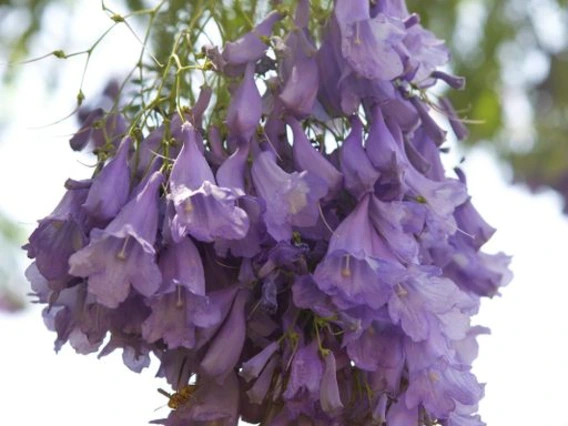 Jacaranda mimosifolia