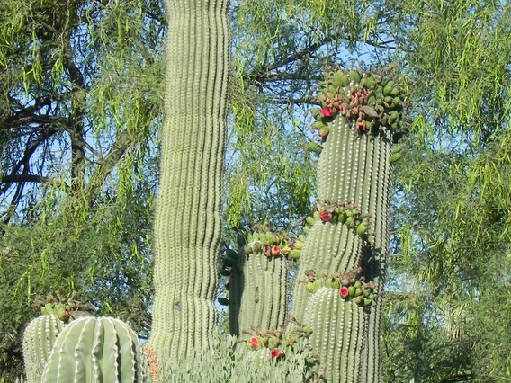 Krutch Garden Entrance