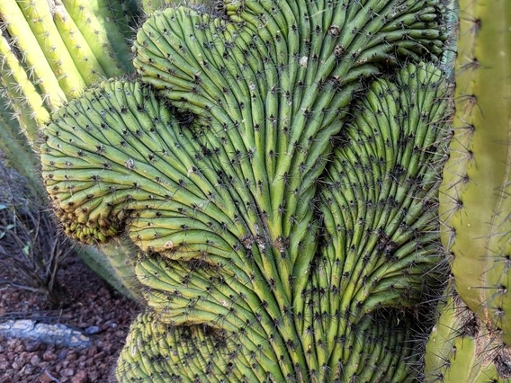 Stenocereus thurberi crest