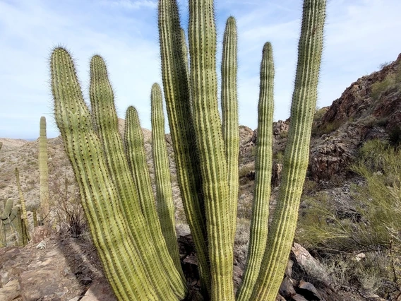 Stenocereus thurberi 
