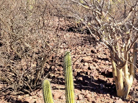 Stenocereus thurberi 