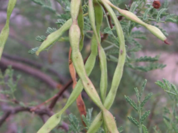 Acacia constricta fruit