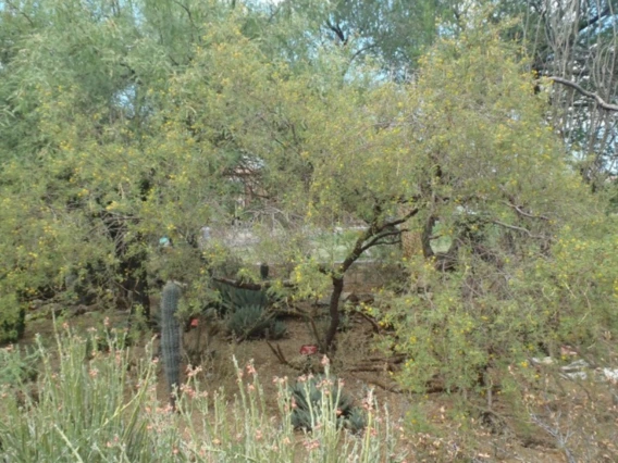 Acacia constricta full