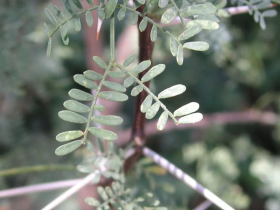 Acacia constricta stem