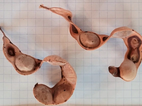 Acacia greggii fruit