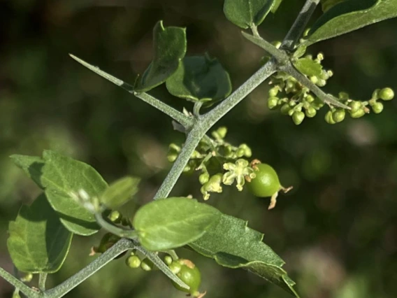 Celtis pallida flower