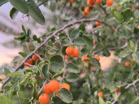 Celtis pallida fruit
