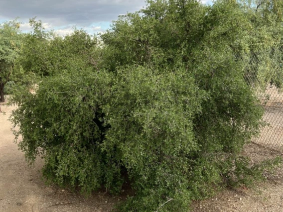Celtis pallida full plant
