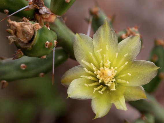 Cylindropuntia leptocaulis flower