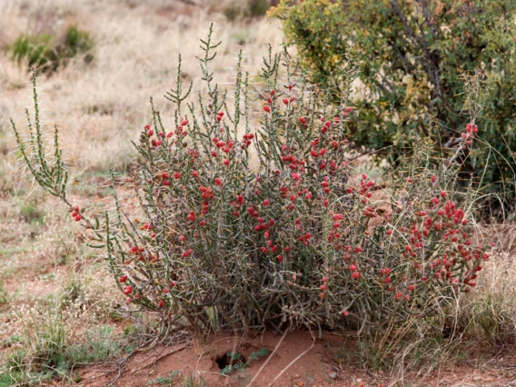 Cylindropuntia leptocaulis full plant