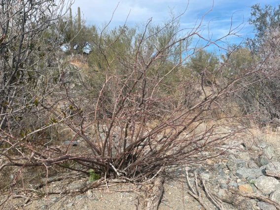 Jatropha cardiophylla defoliated
