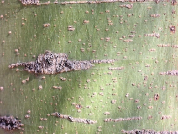 Parkinsonia florida bark