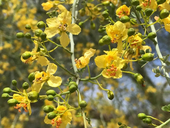 Parkinsonia florida flower