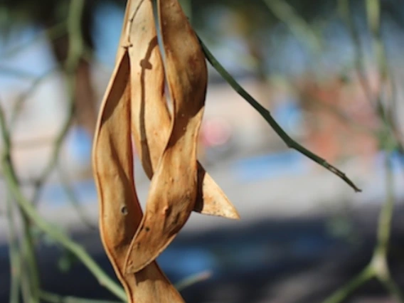 Parkinsonia florida fruit