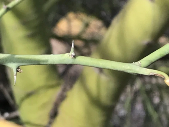 Parkinsonia florida stem