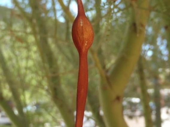 Parkinsonia microphylla fruit