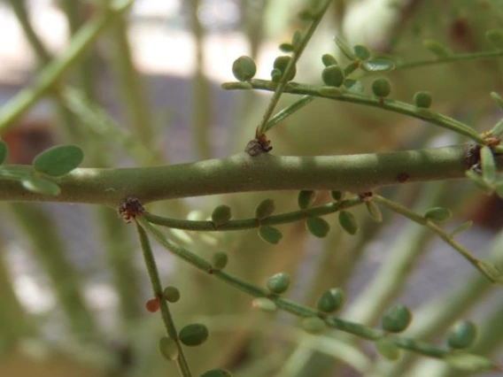 Parkinsonia microphylla stem