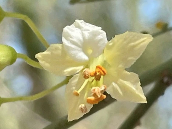 Parkinsonia microphylla flower