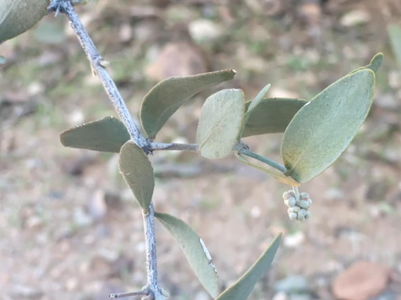 Simmondsia chinensis male flower