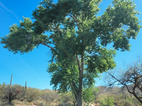 Populus fremontii full plant