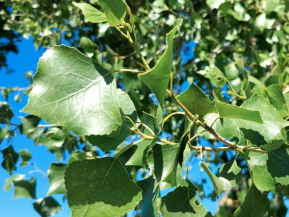 Populus fremontii leaf