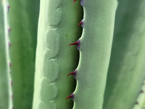Agave palmeri teeth
