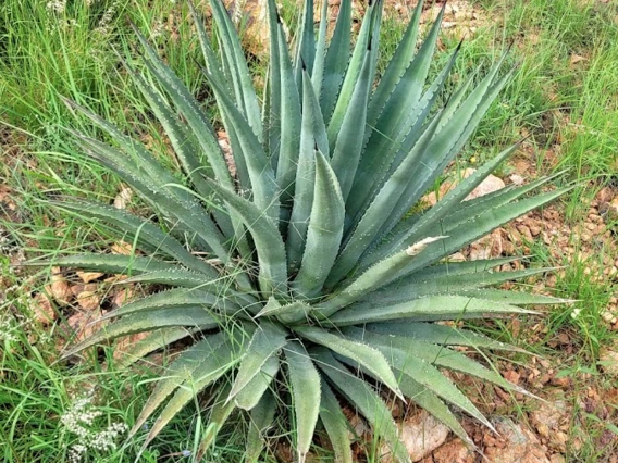Agave palmeri full plant