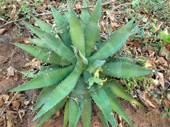 Agave palmeri full plant 2