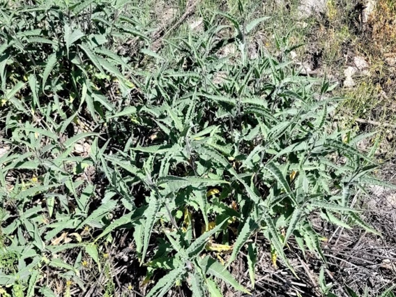 Ambrosia ambrosoides full plant