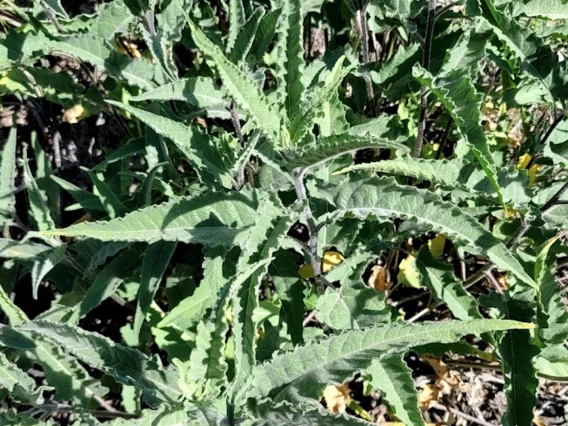 Ambrosia ambrosoides leaf