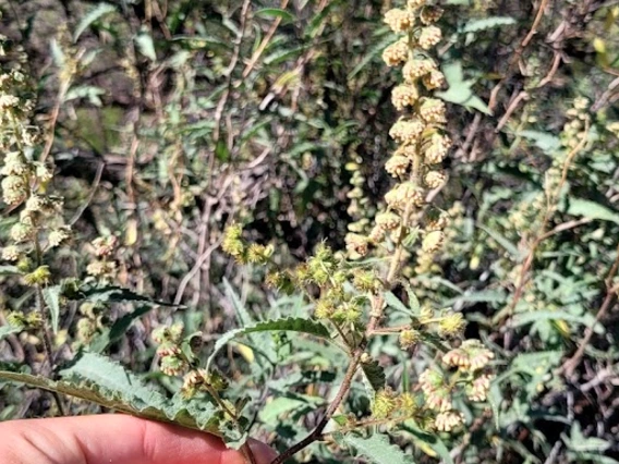 Ambrosia ambrosoides flower