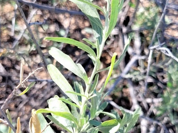 Atriplex canescens stem