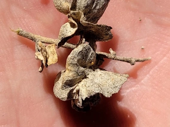 Atriplex canescens fruit