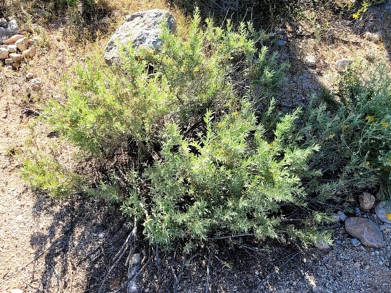 Atriplex canescens full plant