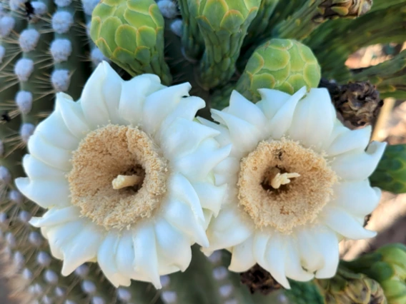 Carnegiea gigantea flower