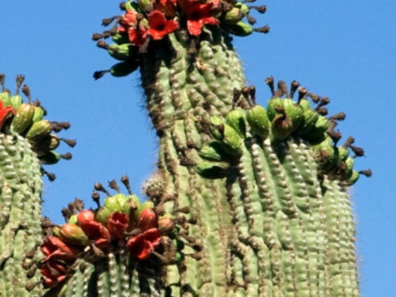 Carnegiea gigantea fruit