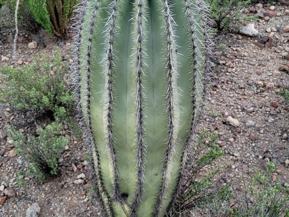 Carnegiea gigantea young plant