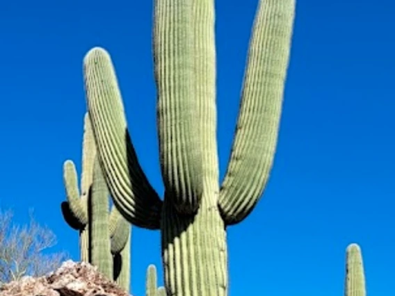 Carnegiea gigantea adult plant