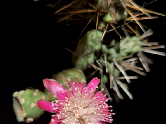 Cylindropuntia fulgida flower
