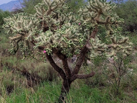 Cylindropuntia fulgida full plant