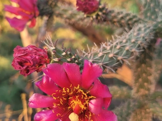 Cylindropuntia spinosior flower