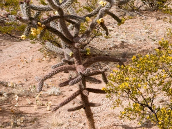 Cylindropuntia spinosior full plant