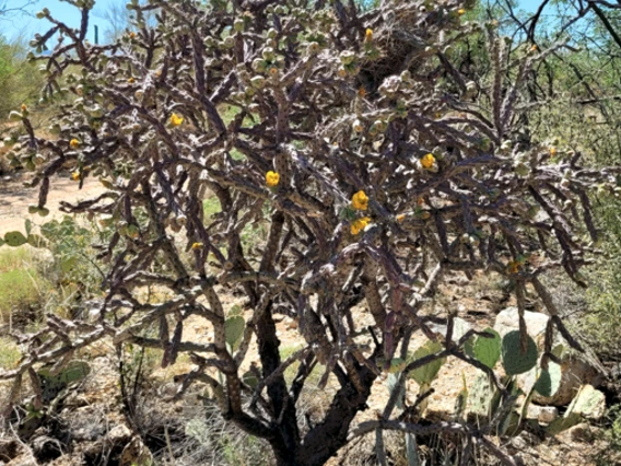 Cylindropuntia thurberi full plant