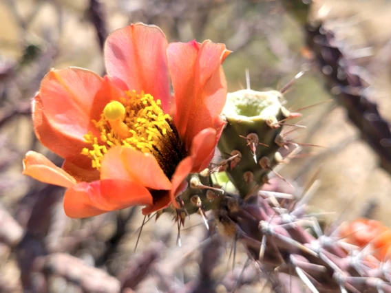 Cylindropuntia thurberi flower